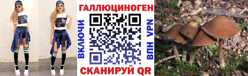 Галлюциногенные грибы Psilocybine cubensis  Норильск 